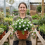 1 Vinca Minor Gertrude Jekyll Plant, Hardy Evergreen Periwinkle Ground Cover, 17cm Root-Ball