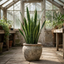 1 Sansevieria Snake Plant, Live Indoor Air Purifying Houseplant, Low Maintenance, Easy Care, 17cm Root Ball
