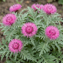 Centaurea Dealbata Bright Rose Persian Cornflower Plants (Set of 3 or 6)