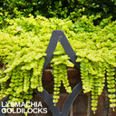 Lysimachia Goldilocks Plants (Set of 3 or 6)