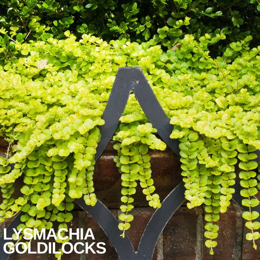 Golden-green rounded leaves of creeping Jenny trailing in long strands over a black railing and brick wall
