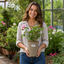 3Ltr Pink Patio Rose Bush, Outdoor Garden Ready, Pots