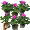 Pelargonium Toscana Dolce Vita Evi Blue Plants (Set of 3 or 6)