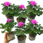 Set of 3 or 6 Large Plants - Pelargonium Toscana Dolce Vita Evi Blue, Ready to Plant