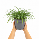3 Litre Hosta Silly Strings Plants in Nursery Pots