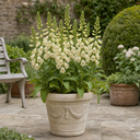 Digitalis Dalmatian Cream Plant (2L Pot)