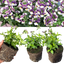 Set of 3 or 6 Large Plants - Nemesia Nuvo Purple Bicolour, Ready to Plant in Your Garden