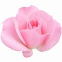 3Ltr Pink Patio Rose Bush, Outdoor Garden Ready, Pots