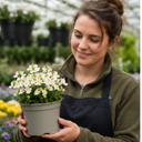 Nemesia Lady Mary Plant (5L Pot)
