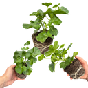 Geranium Tornado Red Plants (Set of 3 or 6)