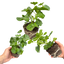 Set of 3 or 6 Large Plants - Geranium Tornado Red, Ready to Plant in Your Garden