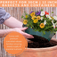 7 Colour Coordinated Plants - Tangerine Twist Theme Speedplanter, Garden Ready