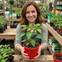 Thor Variety Plants (Set of 3 or 6)