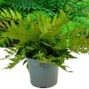 1 Large, Outdoor Garden Ready Plant - Holly Fern Cyrtomium Fortunei, 2L Pot