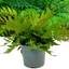 1 Large, Outdoor Garden Ready Plant - Holly Fern Cyrtomium Fortunei, 2L Pot