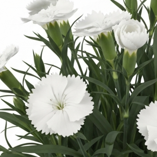 Close-up of pure white fringed dianthus flowers with slim blue-green grassy foliage