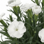 Set of 3 or 6 Large Plants - Dianthus Oscar White, Outdoor Garden Ready