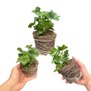 Geranium Tornado White Plants (Set of 3 or 6)