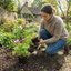 Set of 3 or 6 Garden Ready Plants – Anemone ‘Harmony Orchid’, Ready to Plant in Your Garden