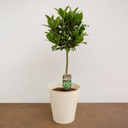 2L Bay Tree, Laurus Nobilis, Evergreen Culinary Herb, Pots