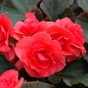 Begonia Solenia Dark Pink Plants