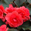 1 Begonia Solenia Dark Pink Flowering Plant, Summer Garden Ready, 17cm Root Ball