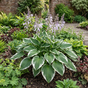 Hosta Patriot Plant (2L Pot)