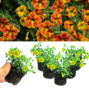 Calibrachoa Cabaret Diva Orange Plants (Set of 3)