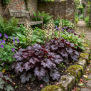 Heuchera Palace Purple Coral Bells Plants (Set of 3 or 6)