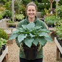 Hosta Blue Mammoth Plants