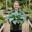 1 Hosta Blue Mammoth Plant, Large Outdoor Garden Ready Hardy Perennial for Shade, 17cm/2 Litre Root Ball