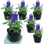 Set of 3 or 6 Delphinium Pacific Giants King Arthur Hardy Perennial Plants, Tall Cottage Garden Flowers, Outdoor Garden Ready, 1 Litre Root-Ball