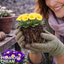 Set of 3 or 6 Outdoor Garden Ready Plants - Primrose Cream, 10.5 cm Rootball