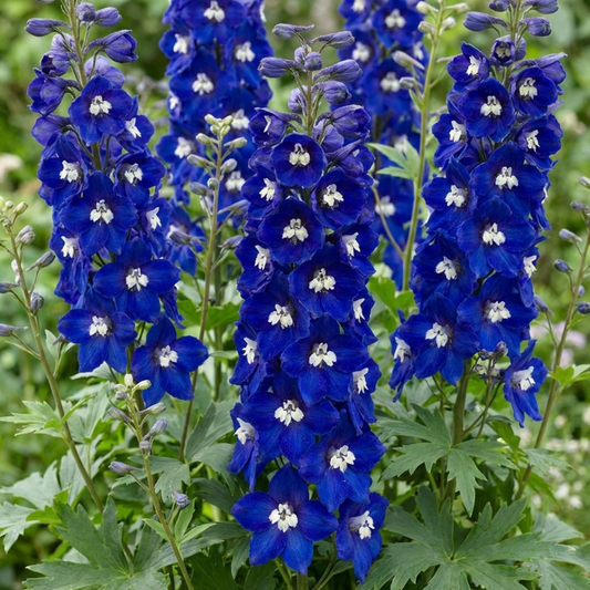 Tall spikes of rich royal blue delphinium flowers with white central bees