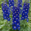 Set of 3 or 6 Delphinium Dark Blue White Bee Hardy Perennial Plants, Tall Cottage Garden Flowers, Outdoor Garden Ready, 1 Litre Root-Ball