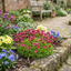 Set of 3 or 6 Saxifrage Marto Rose Hardy Alpine Evergreen Perennial Plants, Pink Rockery Ground Cover, Outdoor Garden Ready, 1 Litre Root-Ball