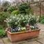 Set of 3 or 6 Osmanthus Burkwoodii Plants, Fragrant Evergreen Hedging Shrubs, Outdoor Garden Ready, White Flowers, 11cm Root-Ball