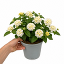 Lantana Bandolista Coconut Plant (2L Pot)
