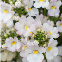 Nemesia Lady Mary Plant (5L Pot)