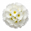 Set of 3 or 6 Primula Little Queen White Hardy Perennial Plants, Spring Flowering, Outdoor Garden Ready, 1 Litre Root-Ball