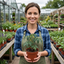 Set of 3 or 6 Large Plants - Tomato Summerlast Variety, Ready to Plant in Your Garden