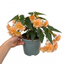 1 Large Plant - Begonia Fragrant Falls Peach, Outdoor Garden Ready, 2L Pot