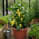 Yellow Sweet Pepper Plants