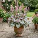 Heuchera Pink Fizz Coral Bells Plants