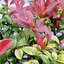 1 Large Plant - Photinia Red Robin, Ready to Plant in Your Garden, 2L Pot