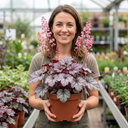 Heuchera Pink Fizz Coral Bells Plants