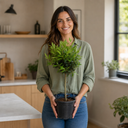 5L Bay Tree Standard, Laurus Nobilis, Nursery Pots