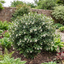 1 Osmanthus Delavayi Plant, Fragrant Evergreen Shrub, Outdoor Garden Ready, 19cm Root Ball