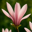 Magnolia Susan
