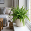1 Boston Fern Plant (Nephrolepis Exaltata), Live Indoor Fern Houseplant, 2 Litre Root Ball